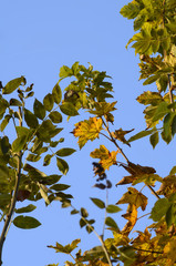 Herbstwiese, Herbstblätter, Morgennebel im Herbst