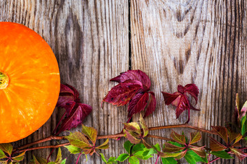Parthenocissus with Orange Pumpkin on Wooden Rustik Background