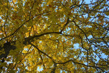 Autumn trees and sky