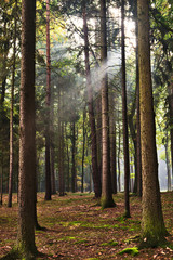 Forest road in autumn with sunrays