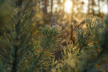 Morning (dawn) and sun rays in the autumn coniferous forest