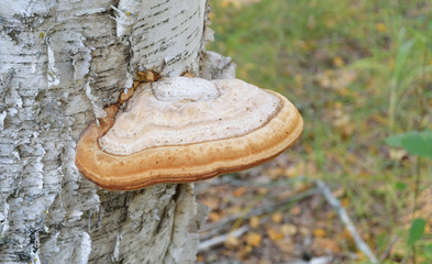 wood mushroom