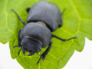 Black leaf beetle - Prasocuris Junci