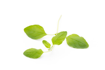 Branch of asian basil isolated on white background.