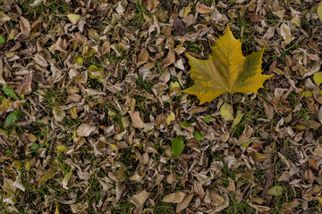 Platanus leaf on dry leaf bed