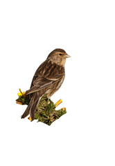 Twite, Carduelis flavirostris