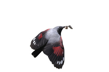 Wallcreeper, Tichodroma muraria