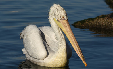 Pelican swimming on blue sea, closeup, isolated.