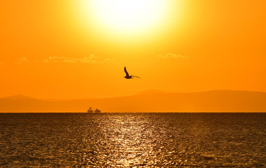 Seagull flying on sea at sunset, silhouette. 