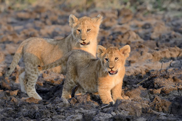Obraz na płótnie Canvas African lion cub