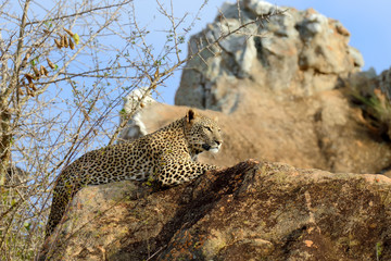 Leopard in National park of Kenya