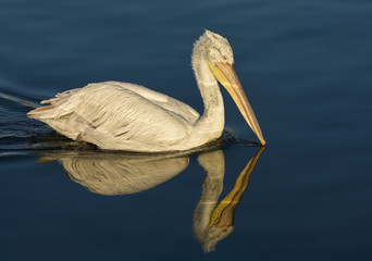 White Pelican with reflection swimming on sea.