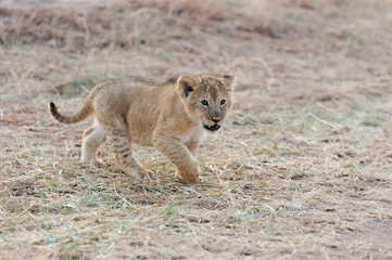 African lion cub