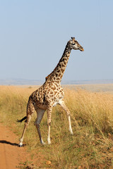Giraffe in National park of Kenya