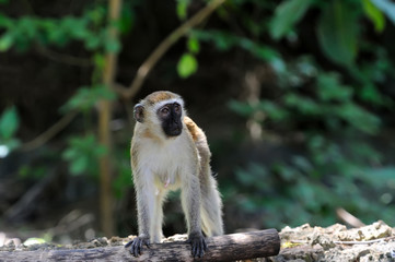 Vervet monkey in national park of Kenya