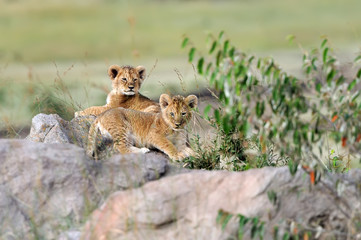 African lion cub
