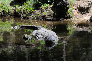 Crocodile in nature