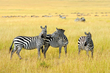 Fototapeta na wymiar Zebra on grassland in Africa