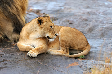 Lion in National park of Kenya