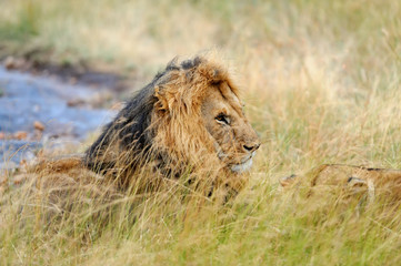 Lion in National park of Kenya