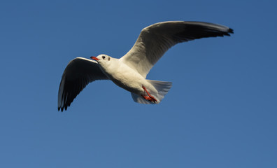 Seagull flying with open wings in blue sky.