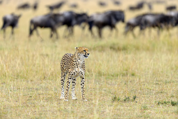 Wild african cheetah