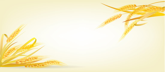 Thanksgiving day banner with wheat on light backdrop