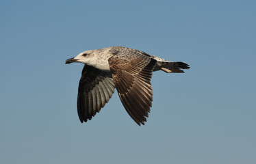Seagull flying with open wings in blue sky.
