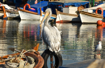 Pelican standing on whell  in harbour. 