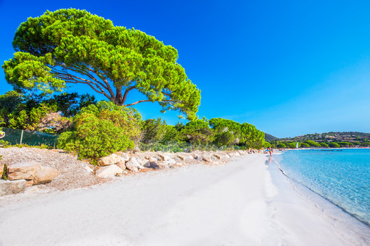 Santa Gulia sandy beach with pine trees and azure clear water, Corsica, France, Europe