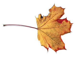 Autumn maple leaf isolated