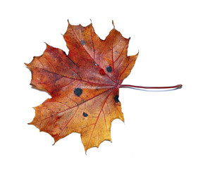 Autumn maple leaf isolated