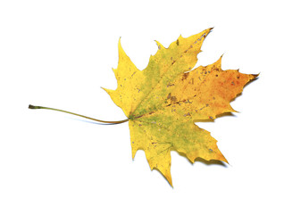 Autumn maple leaf isolated