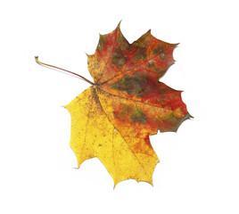 Autumn maple leaf isolated