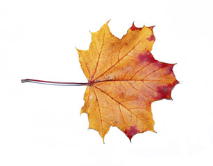 Autumn maple leaf isolated