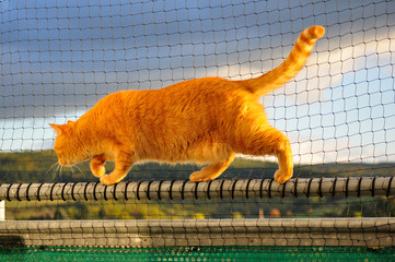 Katze schleicht auf Geländer