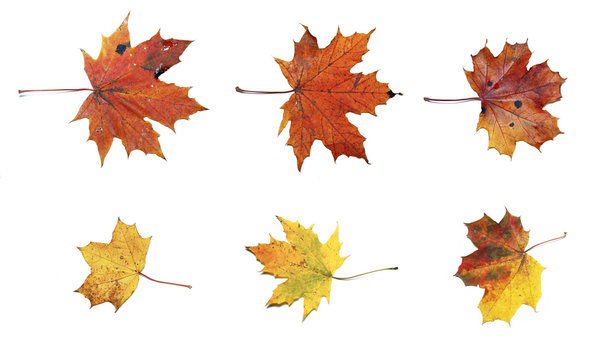 Set of autumn maple leaves isolated