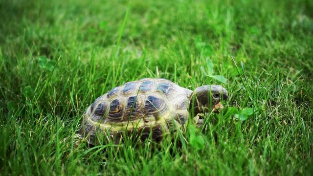 turtle slowly feeding on green grass 
