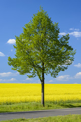Fototapeta na wymiar Tree by country road in front of a rapeseed field