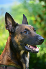 Belgischer Schäferhund Malinois, Portrait