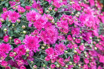 Fototapeta premium Some flowers in the garden.