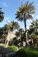 Fototapeta na wymiar in the palm hain of old Village Misfah in the mountains of Sultanate Oman