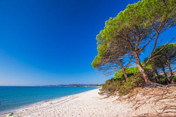 Sandy Palombaggia beach with pine trees and azure clear water, Corsica, France, Europe