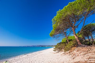 Store enrouleur Plage de Palombaggia, Corse Sandy Palombaggia beach with pine trees and azure clear water, Corsica, France, Europe