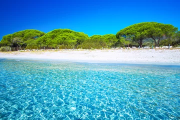 Cercles muraux Plage de Palombaggia, Corse Plage de sable de Palombaggia avec pins et eau claire azur, Corse, France
