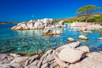 Berühmte Kiefer am Strand von Palombaggia mit azurblauem klarem Wasser in der Lagune, Korsika, Frankreich, Europa