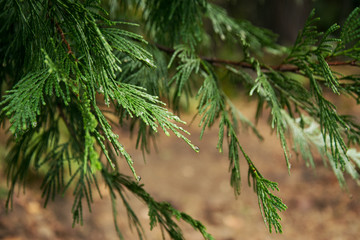 Tree branches