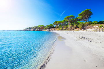 Sandy Palombaggia-strand met pijnbomen en azuurblauw helder water, Corsica, Frankrijk, Europa