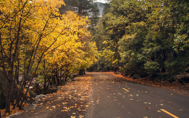 Fototapeta premium Tree Tunnel Road