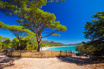 Pine trees on Palombaggia sandy beach on the south part of Corsica, France, Europe